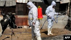 Une équipe médicale du ministère irakien de la Santé mène une campagne de désinfection des vaches par mesure de précaution contre la propagation de la fièvre hémorragique de Crimée-Congo.
