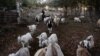 Victor Faundez walks next to his herd of goats nibbling on foliage in Santa Juana, Chile, May 11, 2023. 