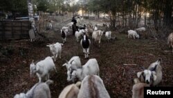 Victor Faundez walks next to his herd of goats nibbling on foliage in Santa Juana, Chile, May 11, 2023. 