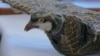 Taxidermy bird drone