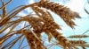 Bolivia solo produce el 30 % de su consumo de harina de trigo y exporta el resto de Argentina y Paraguay.