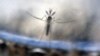 Première preuve scientifique liant le virus Zika à la microcéphalie du foetus
