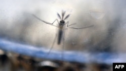 Des larves de moustiques Aedes aegypti photographiées dans un laboratoire du ministère de la Santé d'El Salvador à San Salvador, le 7 février 2016. (AFP / MARVIN RECINOS)