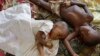 Premier test à grande échelle pour un vaccin antipaludique en Afrique