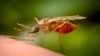 Malaria Mosquito