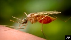 Malaria Mosquito