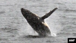 Une baleine à bosse saute dans les eau dans la péninsule antarctique occidentale, le 5 mars 2016.
