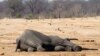 Zimbabwe : trois journalistes au tribunal pour avoir dénoncé la police d'avoir empoisonné des éléphants