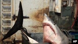 Seekor hiu mako dengan berat 1323,5 pon, ditimbang dalam tangki di Perusahaan Umpan Newfishall, kantor pusat perusahaan tersebut di Gardena, California.