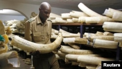 Un agent des parcs nationaux du Zimbabwe et de Wildlife contrôle une quantité d'ivoire gardé dans un cellier à Harare, 22 août 2012. 