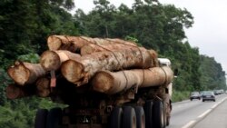 Forêts: les pays africains doivent cesser "de jouer les mendiants", selon l'écologiste Marc Ona Essangui