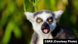 Lémurien de Madagascar