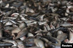 Fish are displayed for sale at the fish market in Joal-Fadiouth, Senegal, April 10, 2018.