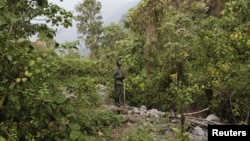 Le parc du Virunga en RDC le 19 août 2010.
