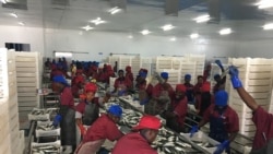 Crise na pesca vai a debate no Parlamento angolano com arrastões chineses na mira - 2:36
