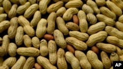 Boko Haram utilise de l'huile d'arachide, qui provient des cacahouètes, pour produire du biocarburant.