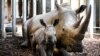 Quarante rhinocéros d'élevage réintroduits dans la nature en Afrique du Sud