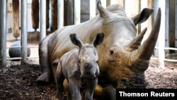 L'ONG African Parks est devenu propriétaire des quelque 7.800 hectares de terrains et 2.000 rhinocéros blancs représentant 15% de la population mondiale de ces animaux. 
