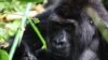 Un gorille de Grauer berce un jeune gorille dans le parc national Kahuzi-Biega au Sud-Kivu, dans l'est de la République démocratique du Congo, 5 novembre 2012.