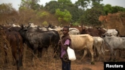 Un berger garde son troupeau près de Bouar, où les trois otages avaient été enlevés, en Centrafrique, le 9 mars 2014.