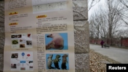 北京房山地區爆發非洲豬瘟後有關當局在豬場外貼出識別豬瘟病症的警告。（2018年11月23日）