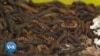 Un insecte africain pour lutter contre la pollution plastique