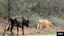 Bétail famélique, Chivi, province de Masvingo, Zimbabwe. (Photo - S. Mhofu/VOA)
