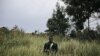 Onze morts dans des combats entre l'armée congolaise et une milice en Ituri