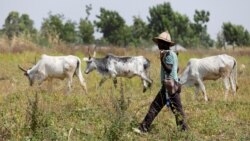 2Rs África Ocidental , os Fulani da Guiné-Bissau