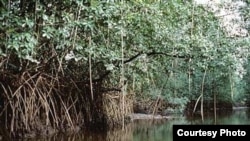 Les deux-tiers des mangroves du Cameroun ont disparu (Cameroon Mangrove Network)